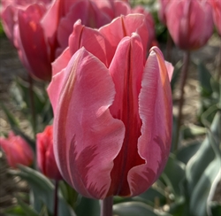 Tulipan Pretty Princess 8 løg